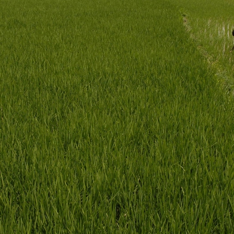 Farmers in India working on a rice field in Andhra Pradesh