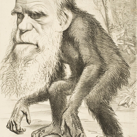 A caricature of Charles Darwin as an ape, published in The Hornet, 1871