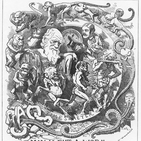 Caricature of Darwin's theory in the Punch almanac when Charles Darwin published "The Formation of Vegetable Mould Through the Action of Worms" (1881)