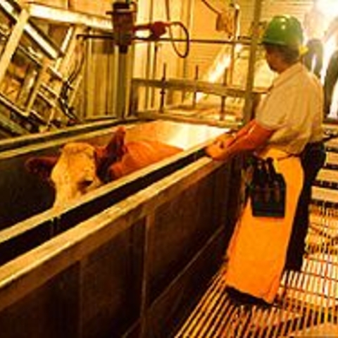 A cattle slaughterhouse, where the new needs of meat consumption are met