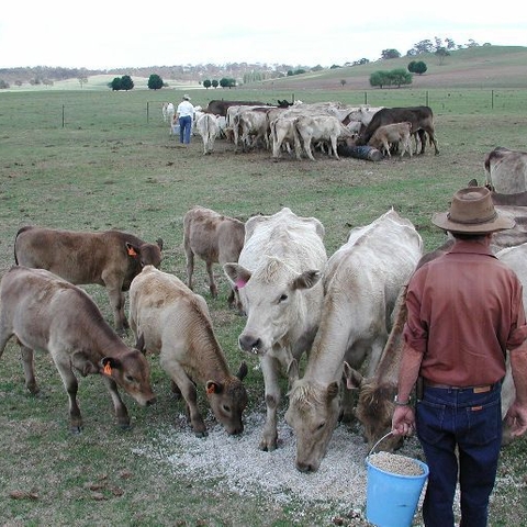 A Farmer Feeding Cattle Cotton Seeds in New South Wales during a green drought