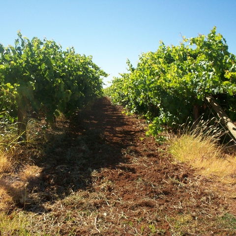 Grapevines in Mildura, Victoria, 2006