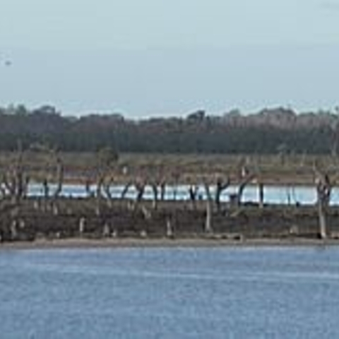 Dead/Dying River Red Gum Trees on the lower Murray River near Berri, South Australia, 2003