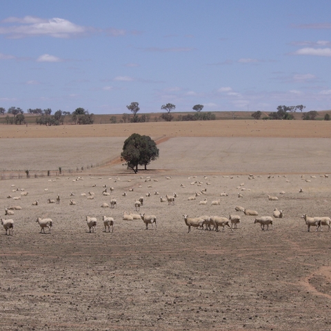 Sheep Grazing on Dry Paddocks in the Riverina Region during the 2007 Drought