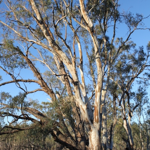 Red Gum Tree suffering water stress, July 2009
