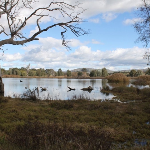 The Wonga Wetlands, Albury, a successful effort to recreate seasonal flooding and heal damage done to the local environment through river regulation, July 2009