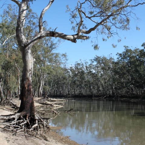 River Murray near Barmah-Millewa Forest, July 2009