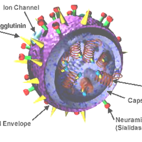 3D Model of an Influenza Virus. The Hemagglutinin (HA) and Neuraminidase (NA) proteins are shown on the surface, and are used to describe different types of Influenza viruses