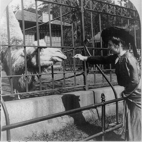 A woman feeding a camel in New York’s Central Park Zoo.