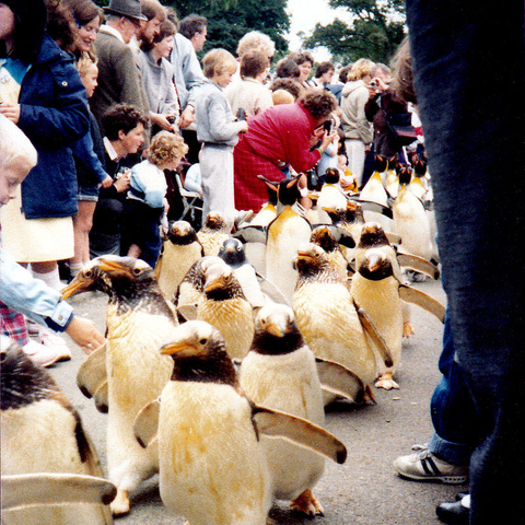 Penguin parade in Edinburgh’s Zoo.