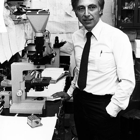 Robert Gallo in the Laboratory of Tumor Cell Biology.
