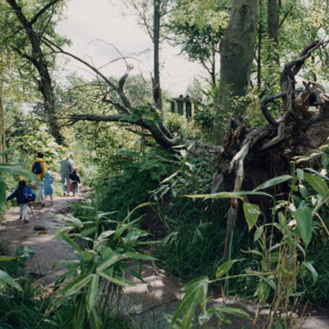 This visitors’ path is meant to recreate a jungle.