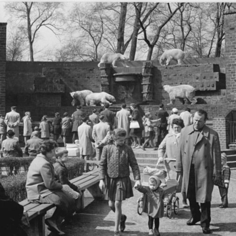 Visitors at the Leipzig Zoo viewing polar bears without bars.