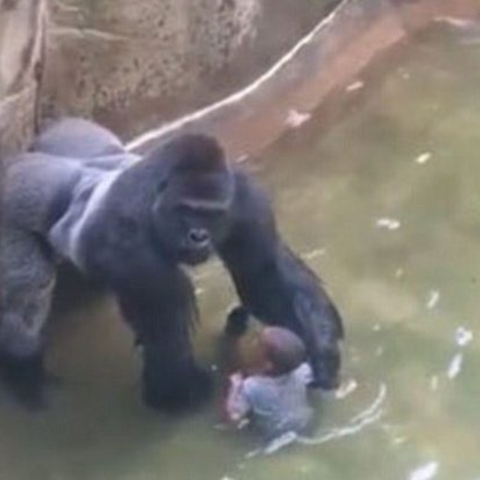 Harambe and the three-year-old boy who fell into the enclosure’s moat.