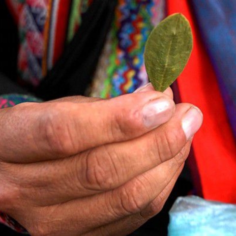 A Bolivian holds a coca leaf, which is traditionally chewed by the indigenous population