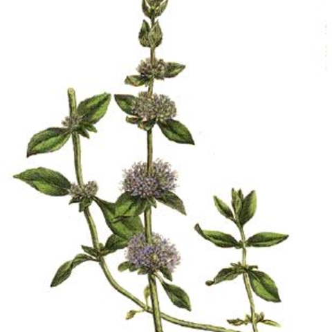 Pennyroyal, an herbal abortifacient