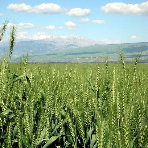Wheat in the Hulah Valley, an agricultural region in Northern Israel