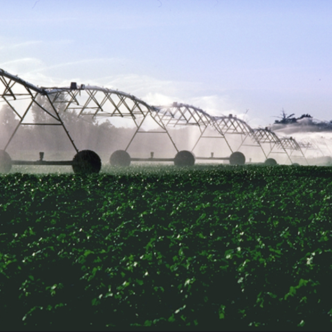 Irrigation of a cotton field