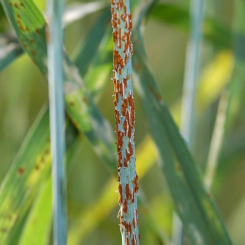 Ug99 stem rust on a wheat stalk. Ug99 is currently one of the most dangerous threats to global wheat production.