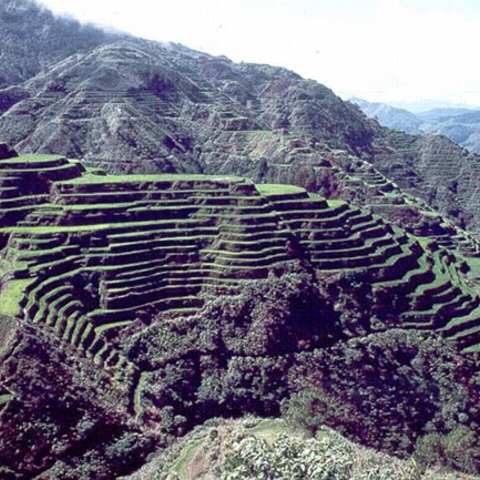 Banaue rice terraces in the Philippines, where traditional landraces have been grown for thousands of years.
