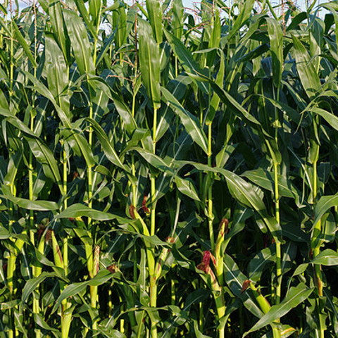 Full-grown maize plants