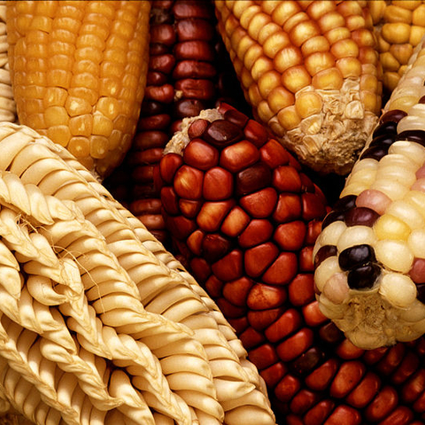 Unusually colored and shaped maize from Latin America