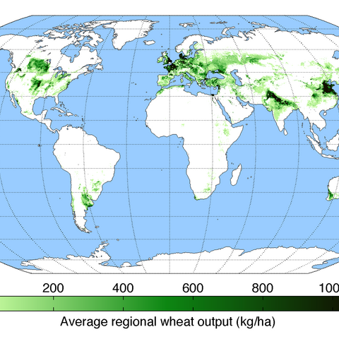Worldwide wheat production in 2000
