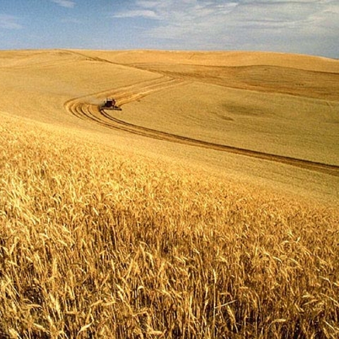 A wheat harvest in Idaho