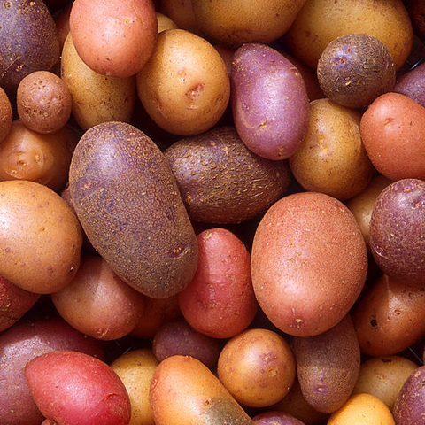 Varieties of potato, a staple food in the U.S. and elsewhere