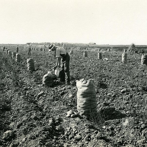 A potato harvest in Idaho around 1920