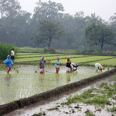 Women work on an Indonesian rice plantation