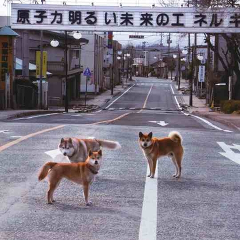 Dogs left by their owners following the March 2011 nuclear disaster roam a street in Futaba in front of a sign that reads 'nuclear power is the energy of a bright tomorrow'