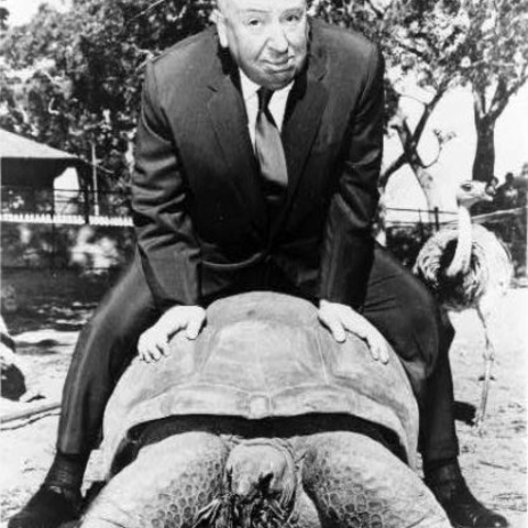 Alfred Hitchcock riding a turtle.
