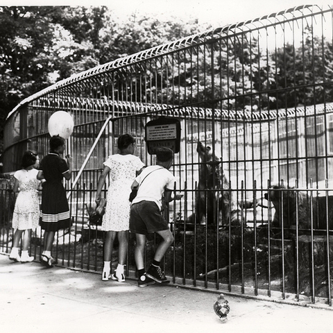 Children excitedly look at bears through iron bars.