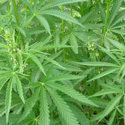 This image shows the Cannabis plant growing in the wild in Russia.