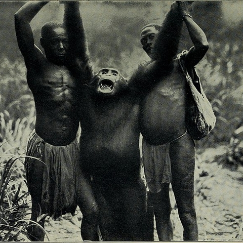 Two men holding a dead giant chimpanzee.