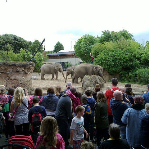 Onlookers watch the elephants at Dublin’s Zoo.