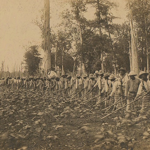 Prisoners performing fieldwork in Mississippi around 1911.