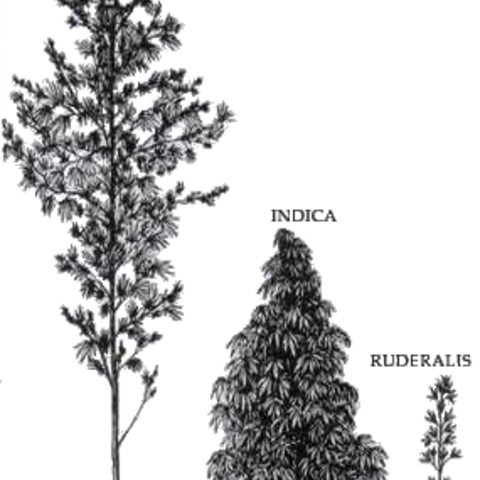 This drawing depicts the relative sizes of different species of marijuana.