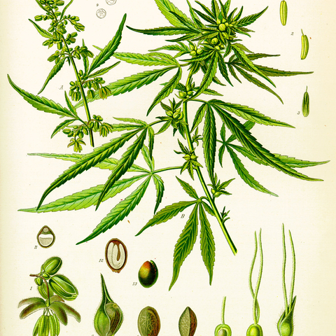 This drawing is from Köhler's book of medicinal plants, 1897.