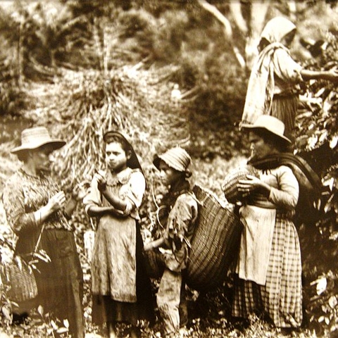 Children on a Colombian coffee plantation in the 1910s.