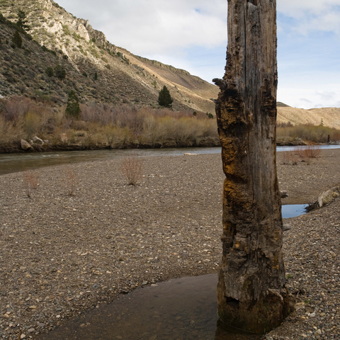 An ancient tree stump submerged in the West Walker River.