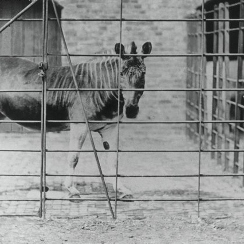 The only living quagga ever photographed.