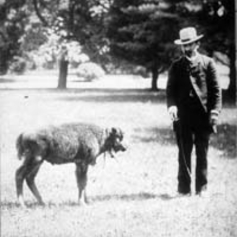 William Temple Hornaday with a bison.