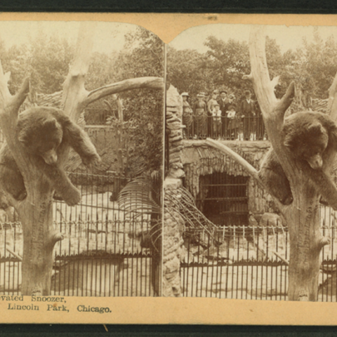 A bear in the Lincoln Park Zoo in Chicago.