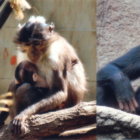 From left to right: the African green monkey, the sooty mangabey monkey, and the chimpanzee.