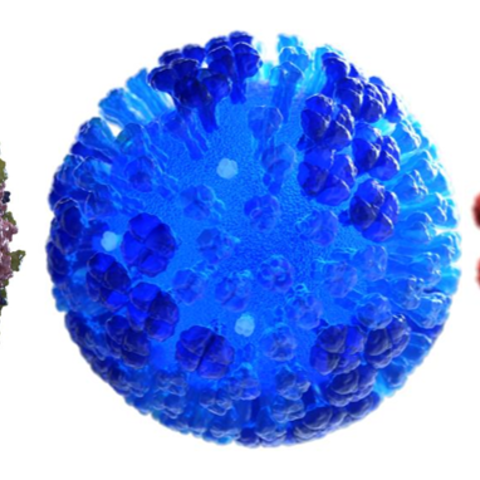 Poliovirus (left), Influenza (center), and COVID-19 (right).