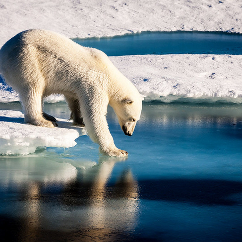 A polar bear steps off an ice slab.
