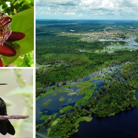 On the top left, the winged-stem passion flower. On the bottom left, a hummingbird species. On the right, a 2011 aerial view of the Amazon rainforest.
