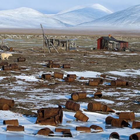 A polar bear traverses a field of discarded barrels in the Arctic.